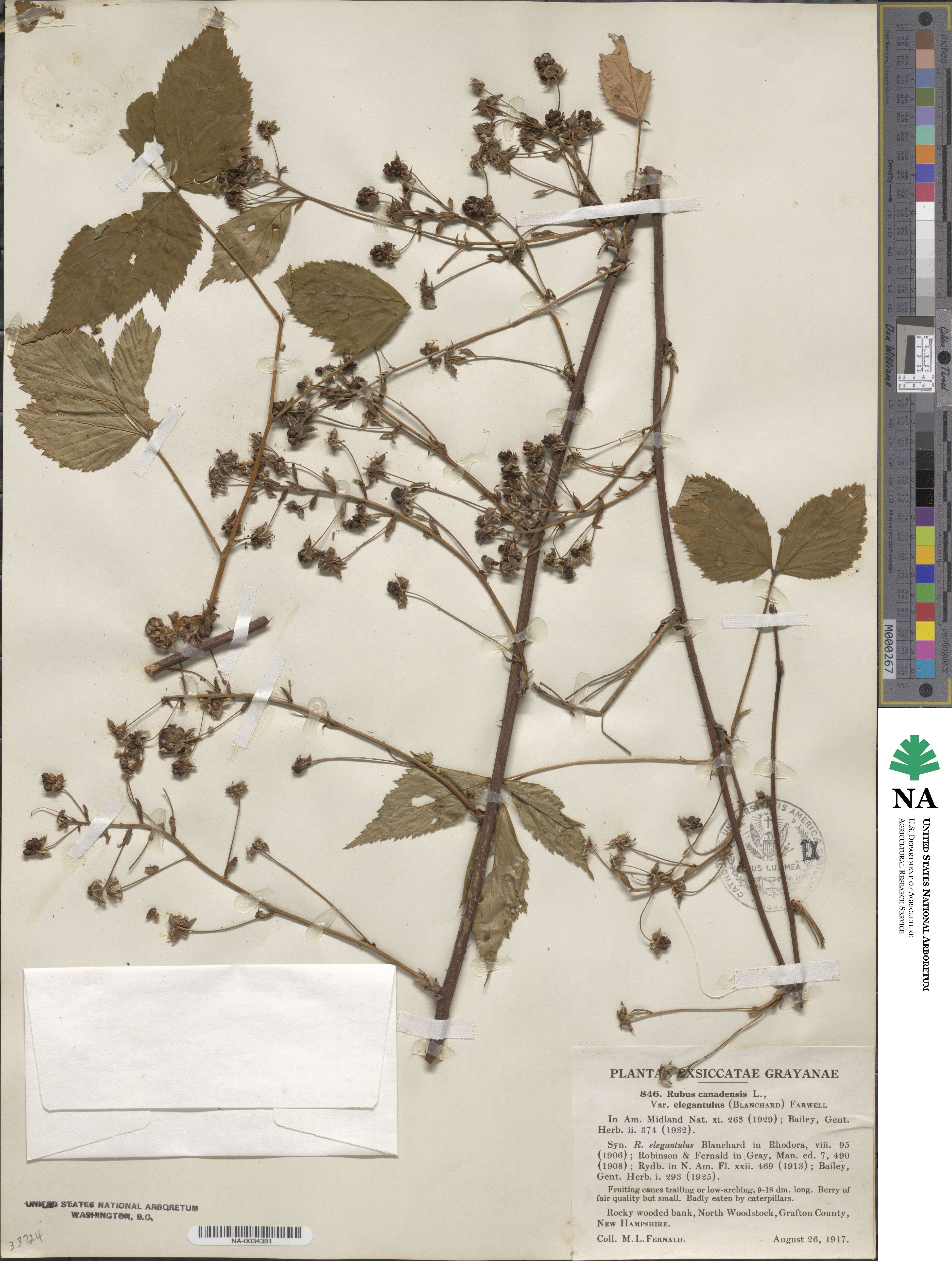 Rubus canadensis image