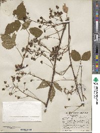 Rubus canadensis image