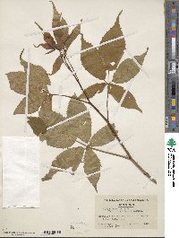 Rubus canadensis image