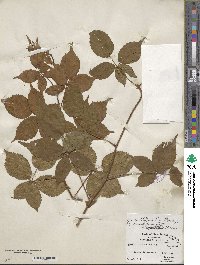 Rubus canadensis image