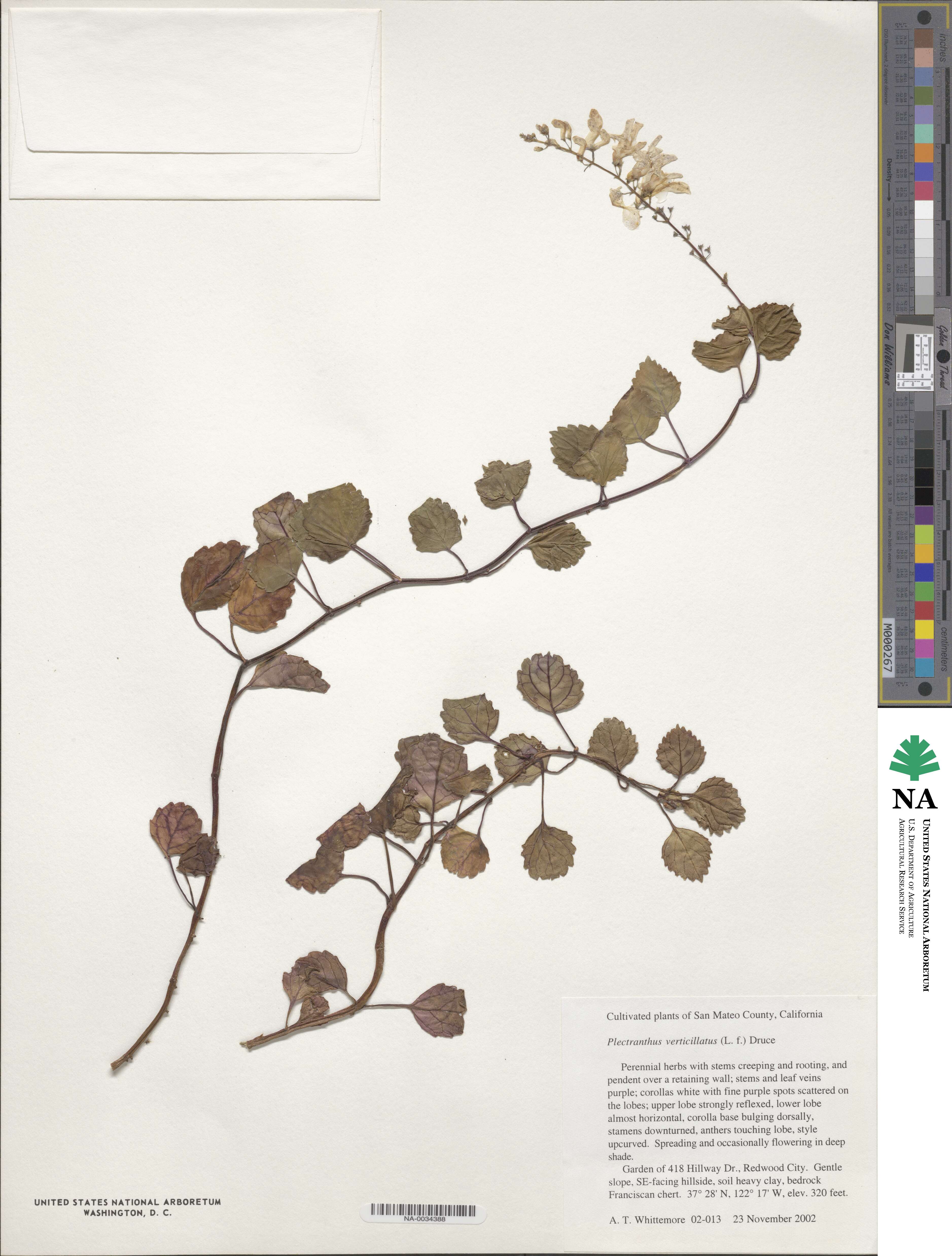 Plectranthus verticillatus image