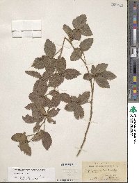 Rubus trivialis image