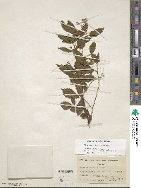 Rubus argutus image