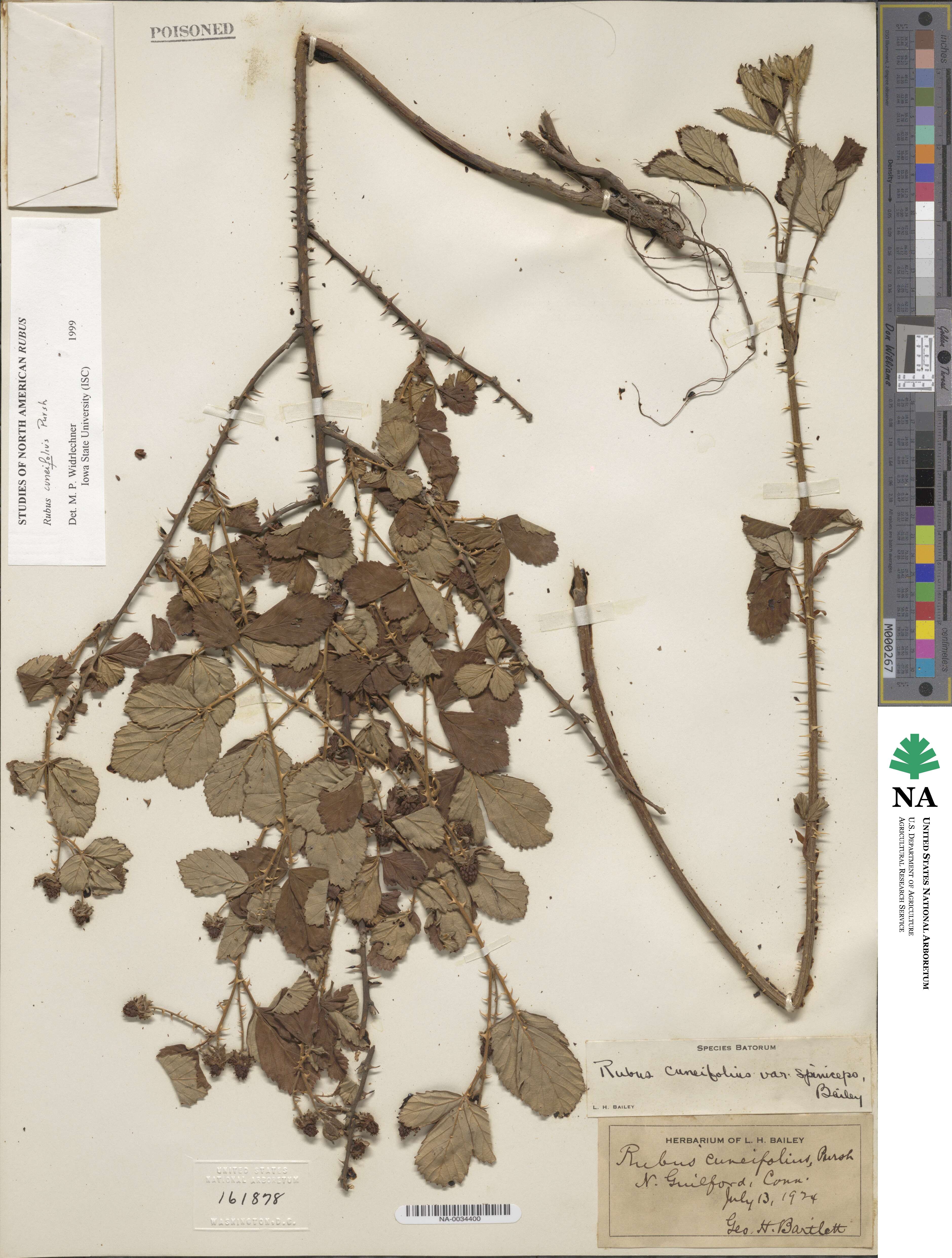 Rubus cuneifolius image