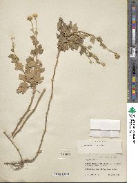 Image of Chrysanthemum japonense