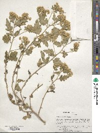 Chrysanthemum indicum image