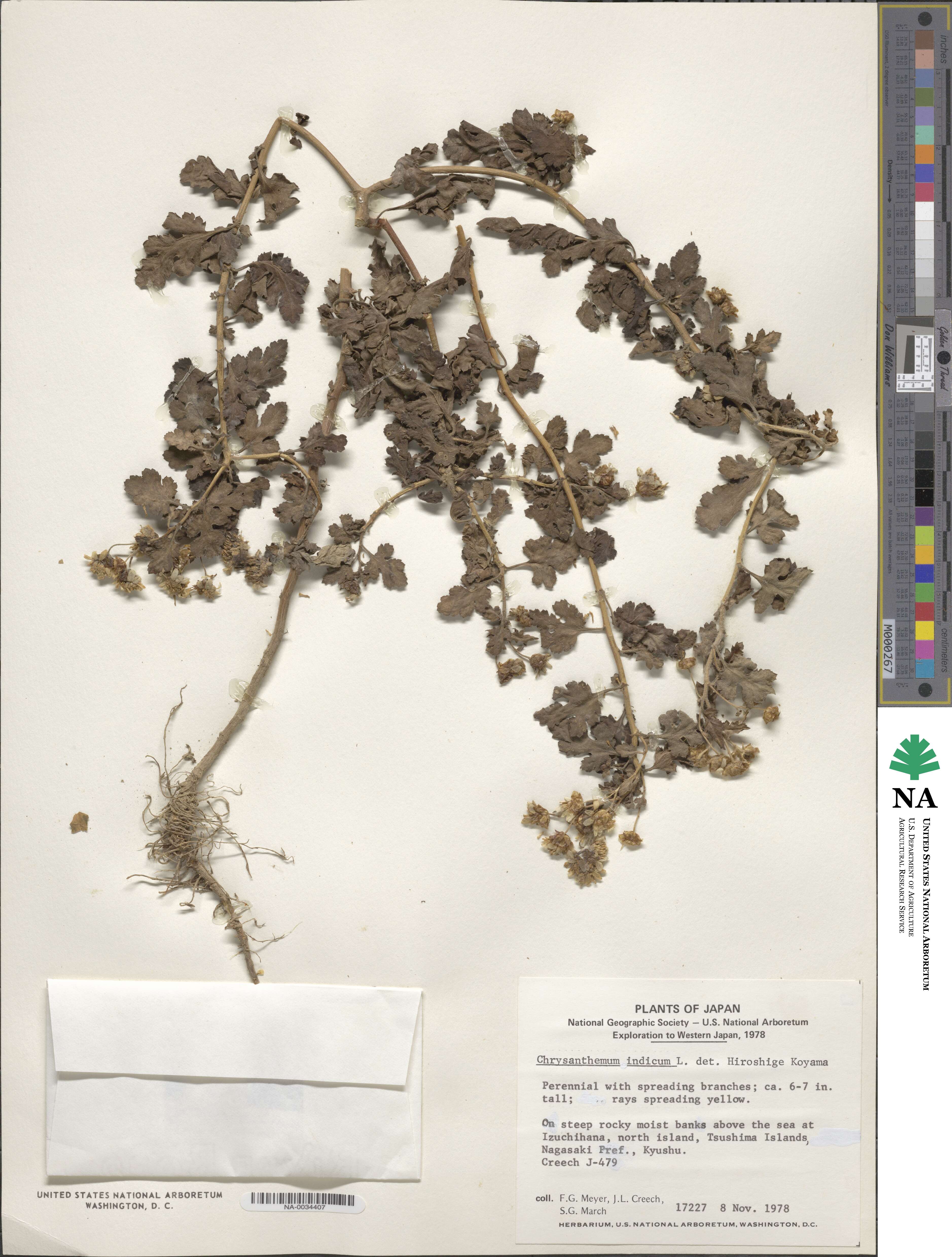 Chrysanthemum indicum image