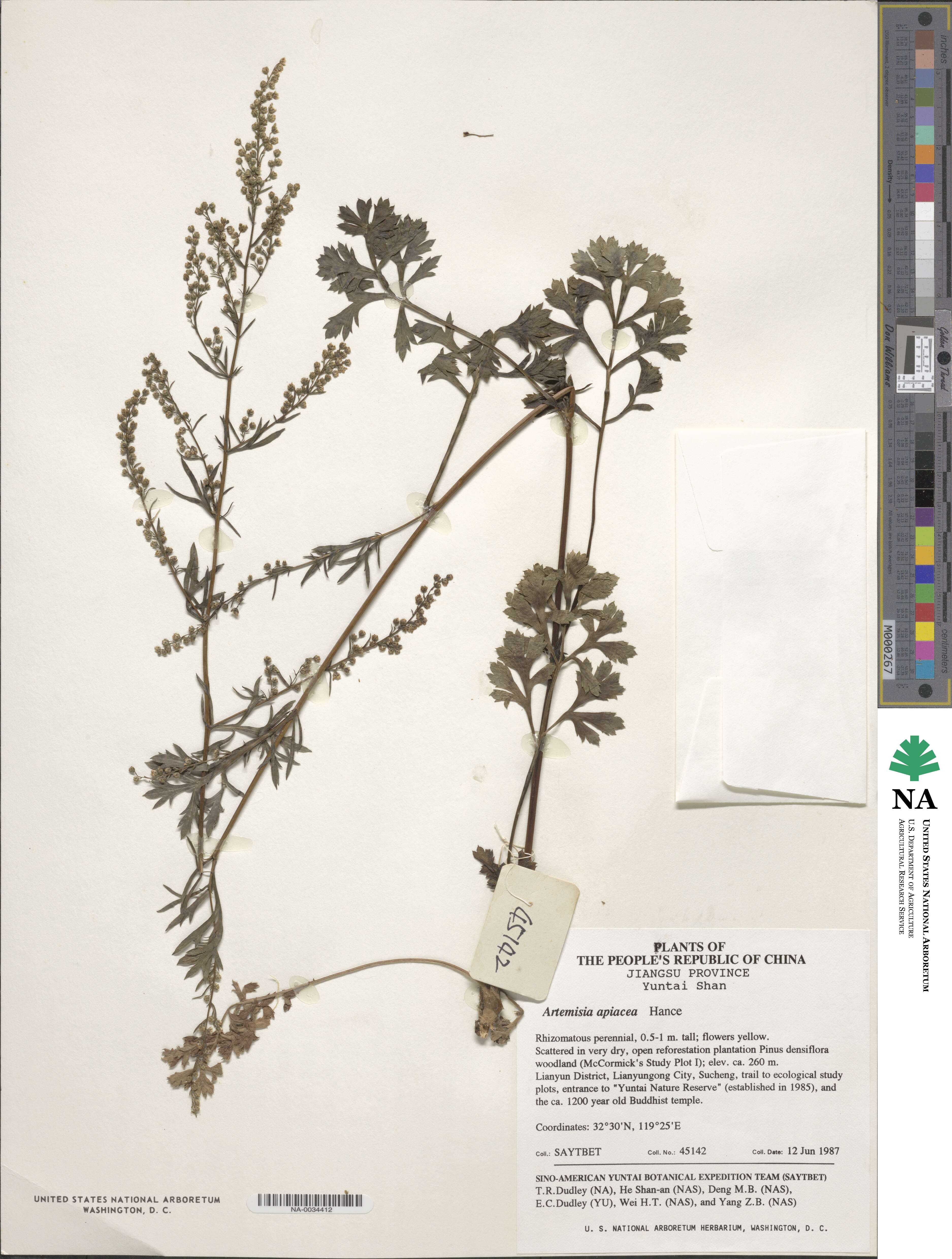 Artemisia carvifolia image