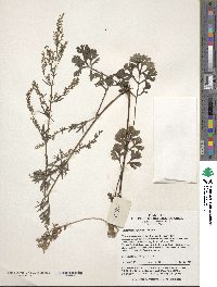 Artemisia carvifolia image