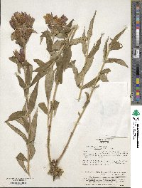 Gentiana triflora subsp. japonica image