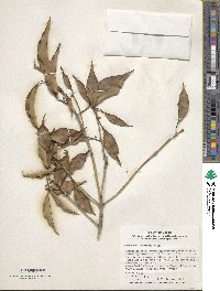 Osmanthus insularis image