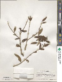 Image of Osmanthus suavis