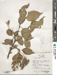 Syringa reticulata image