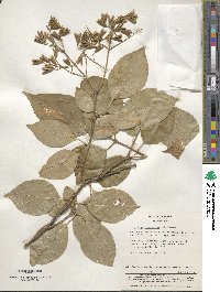 Syringa reticulata image