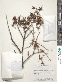 Syringa reticulata image