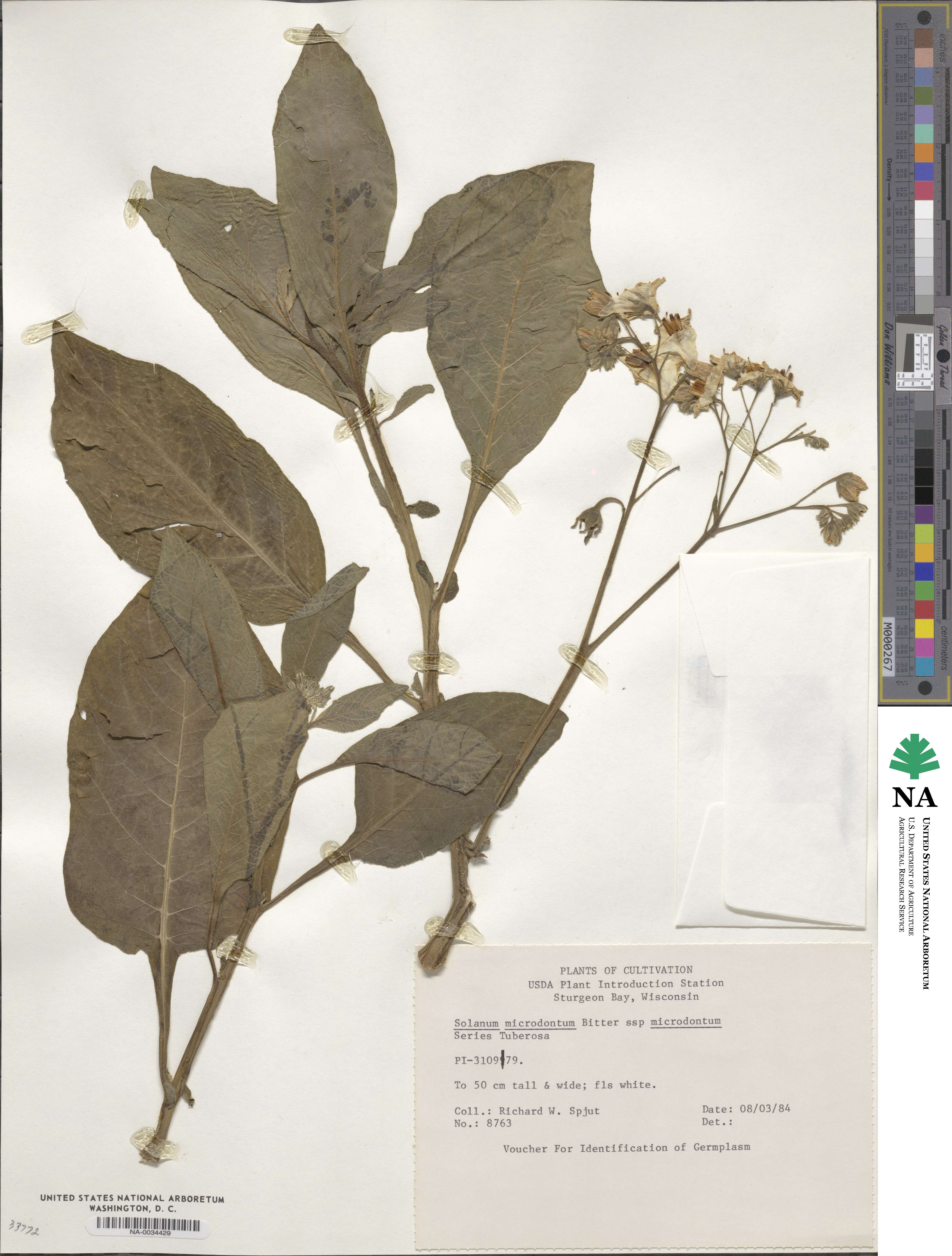 Solanum microdontum subsp. microdontum image