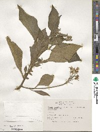 Solanum microdontum image