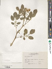 Solanum medians image