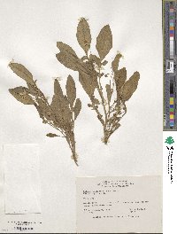 Solanum megistacrolobum image