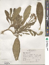 Solanum megistacrolobum image