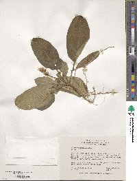 Solanum megistacrolobum image