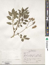 Solanum spegazzinii image