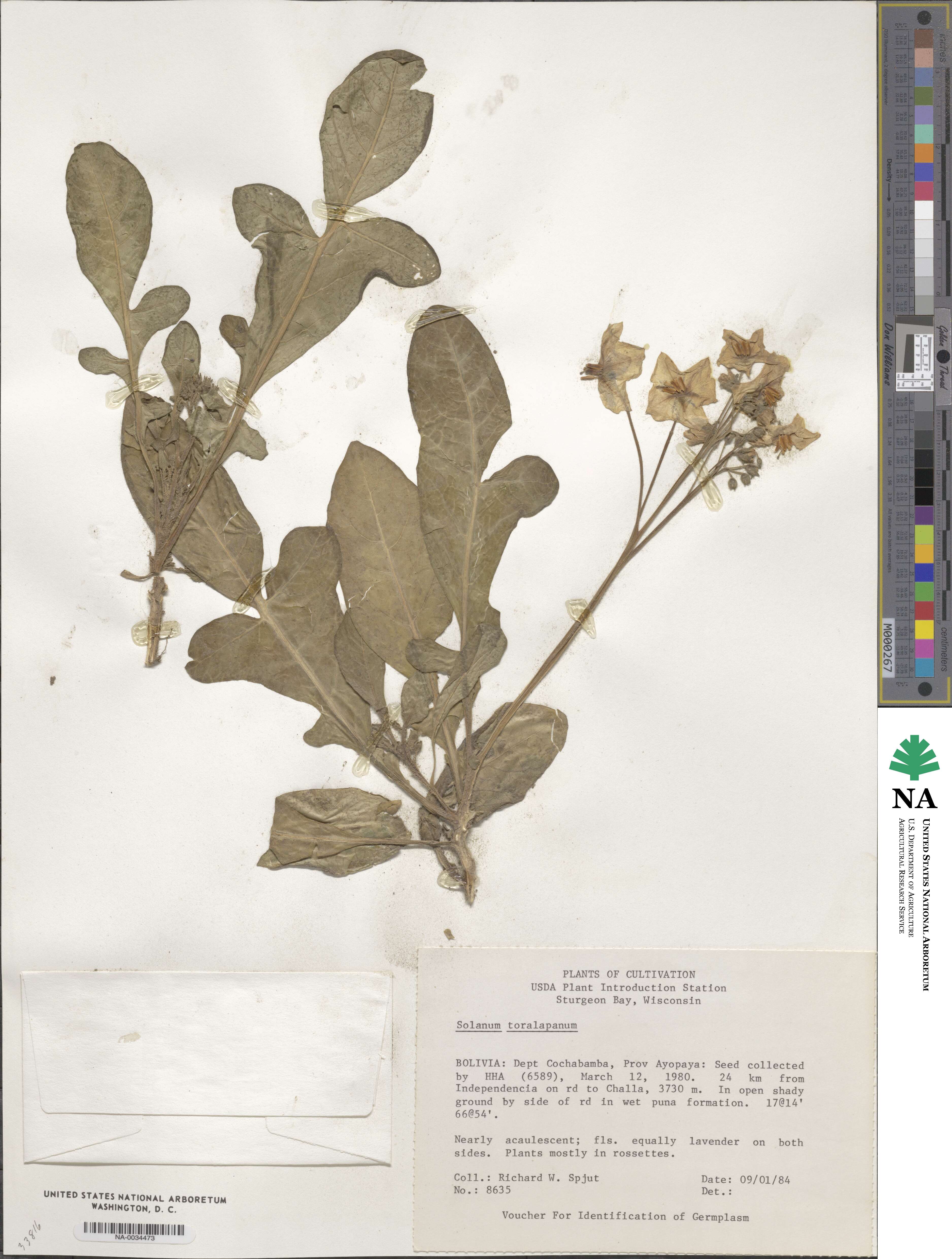 Solanum megistacrolobum image