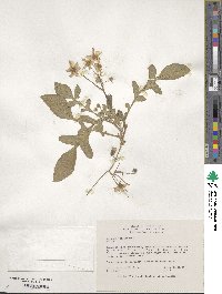 Solanum megistacrolobum image