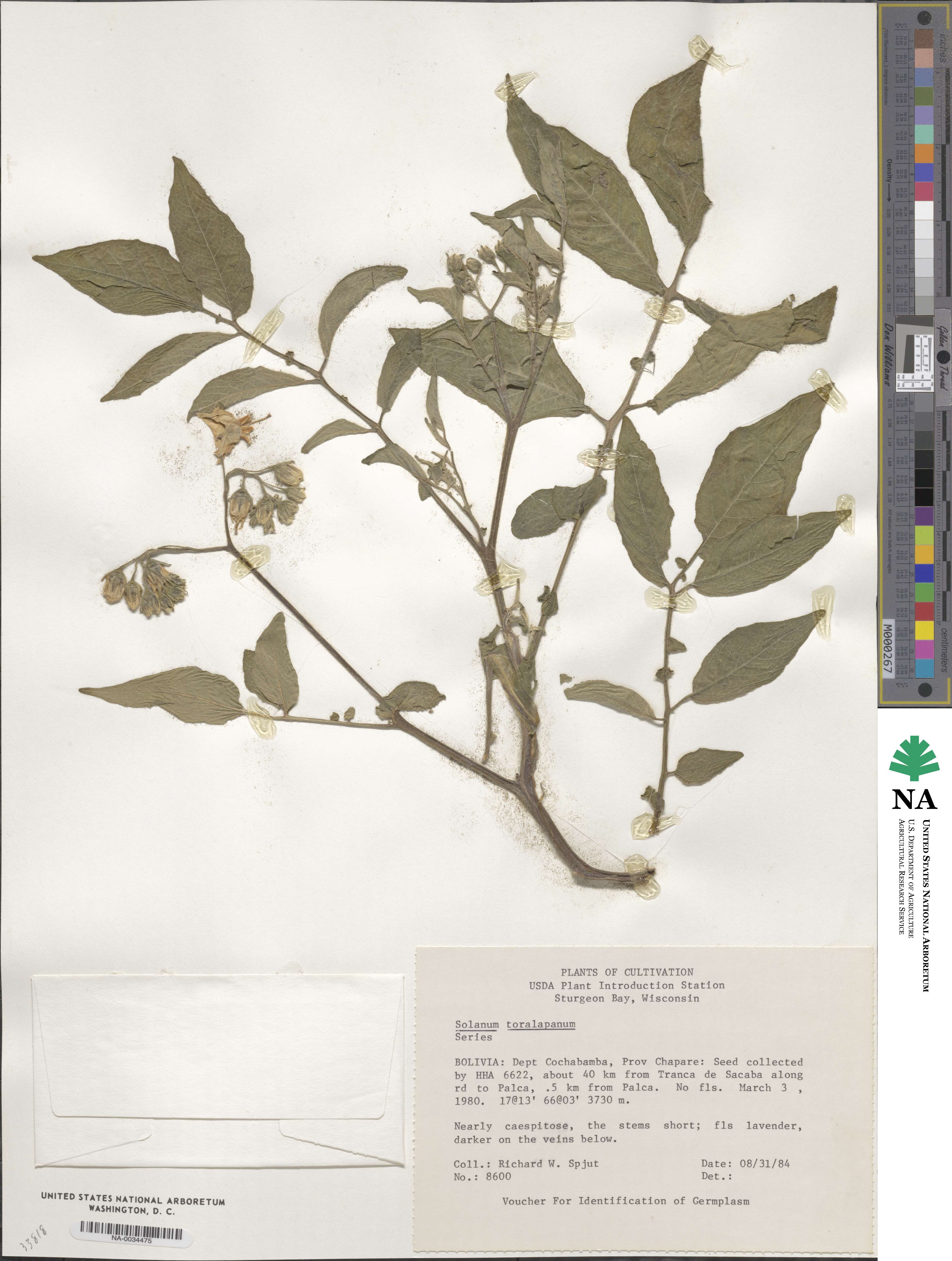 Solanum megistacrolobum image