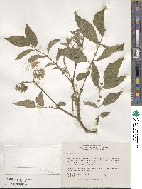 Solanum megistacrolobum image