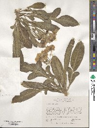 Solanum megistacrolobum image