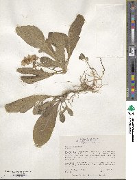 Solanum megistacrolobum image