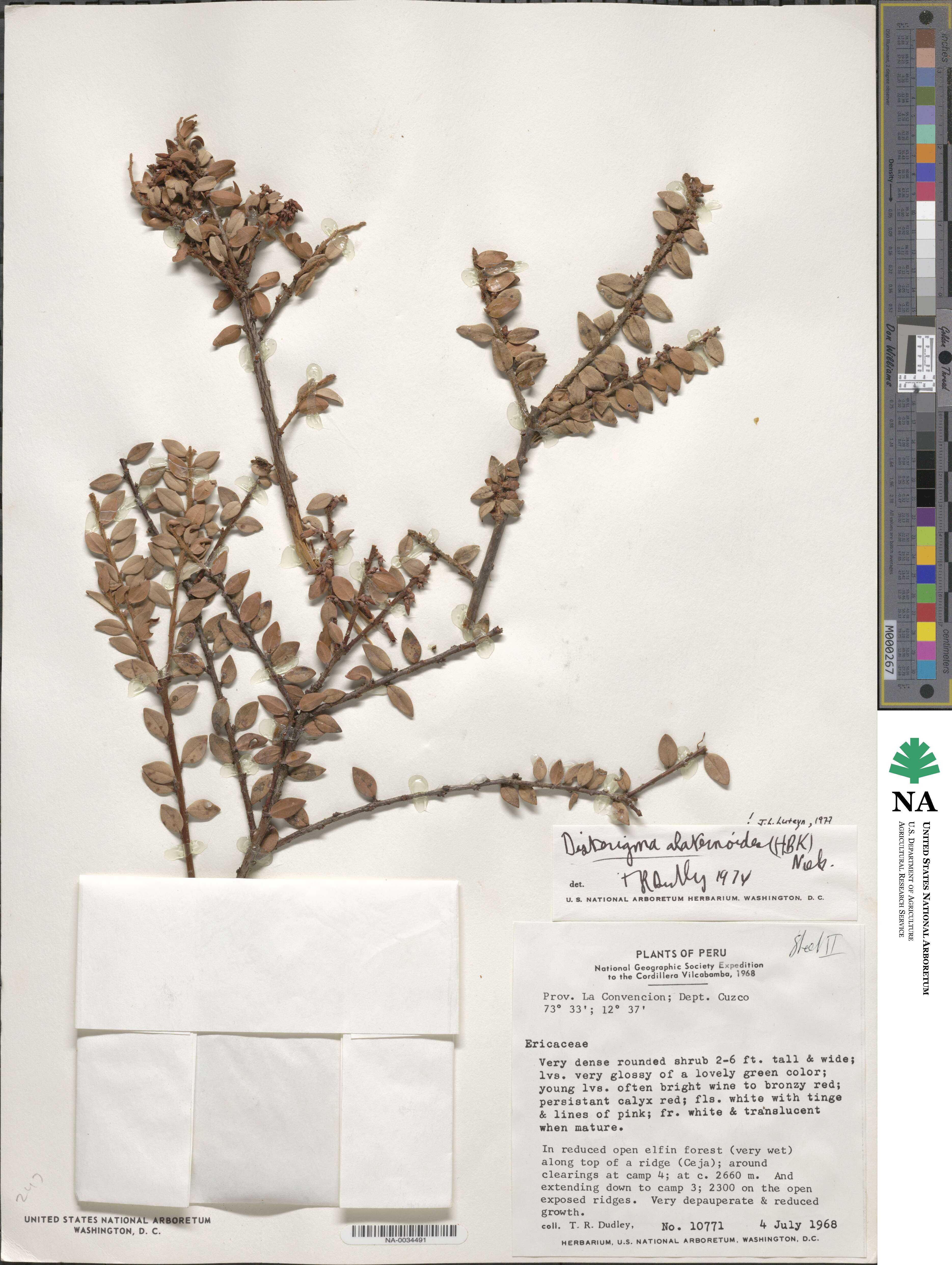 Disterigma alaternoides image
