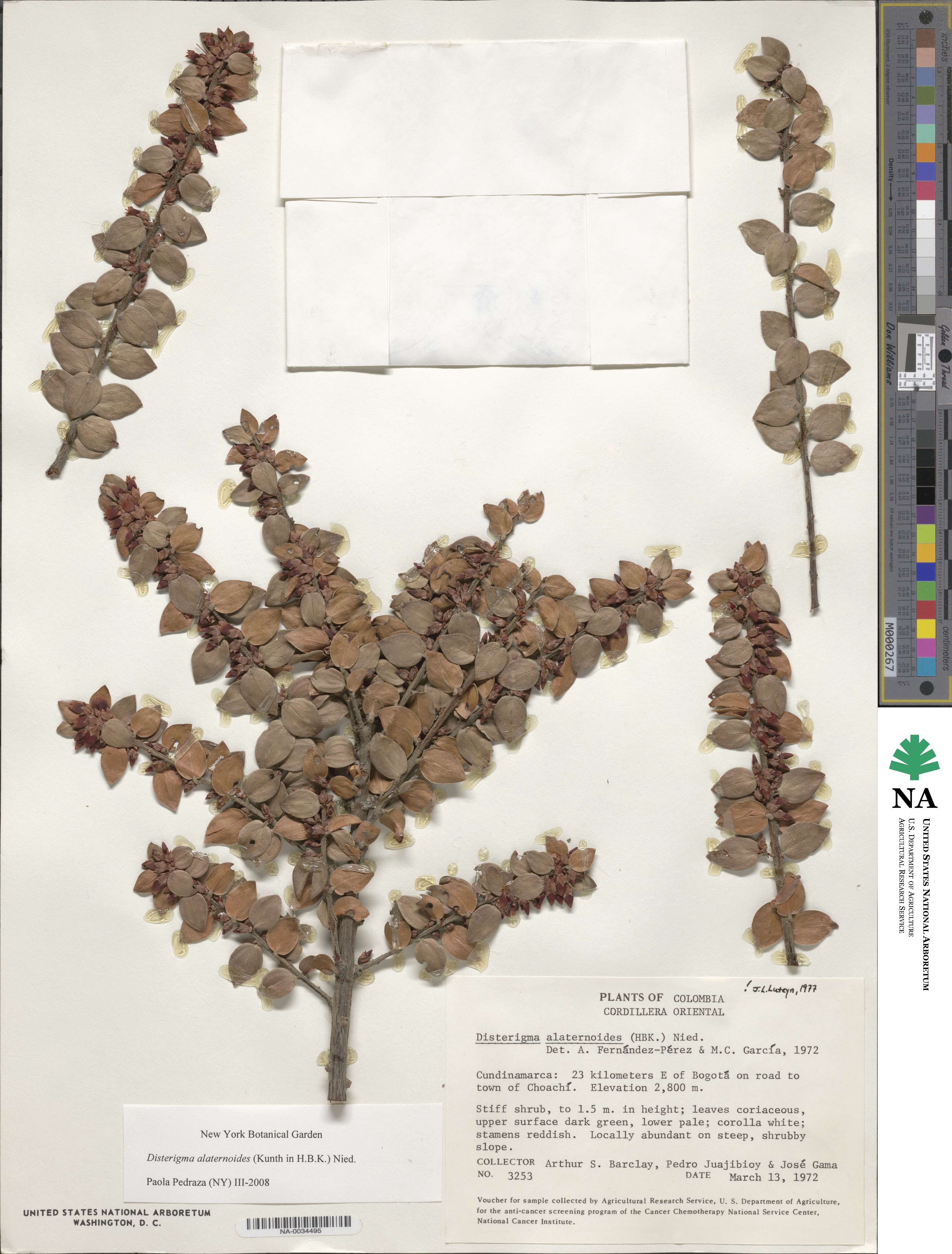 Disterigma alaternoides image