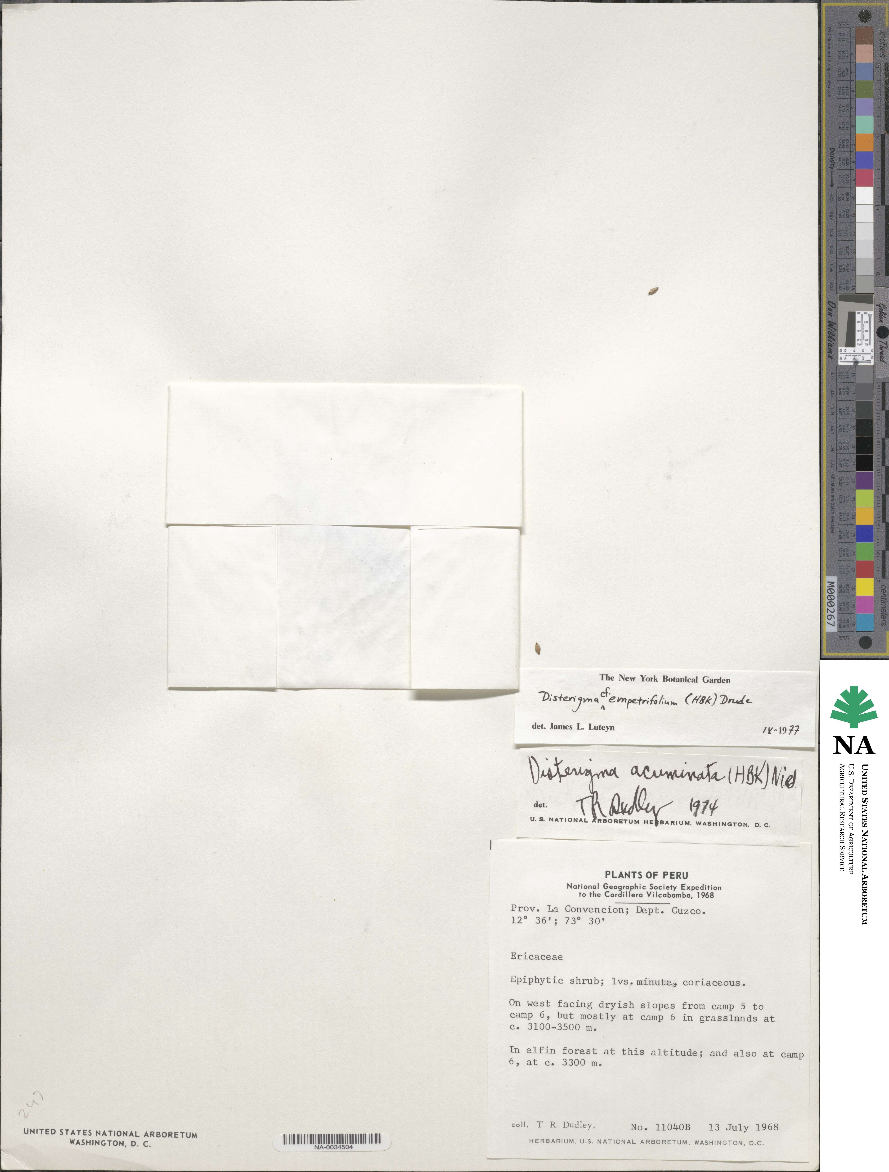 Disterigma empetrifolium image