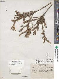 Disterigma acuminatum image