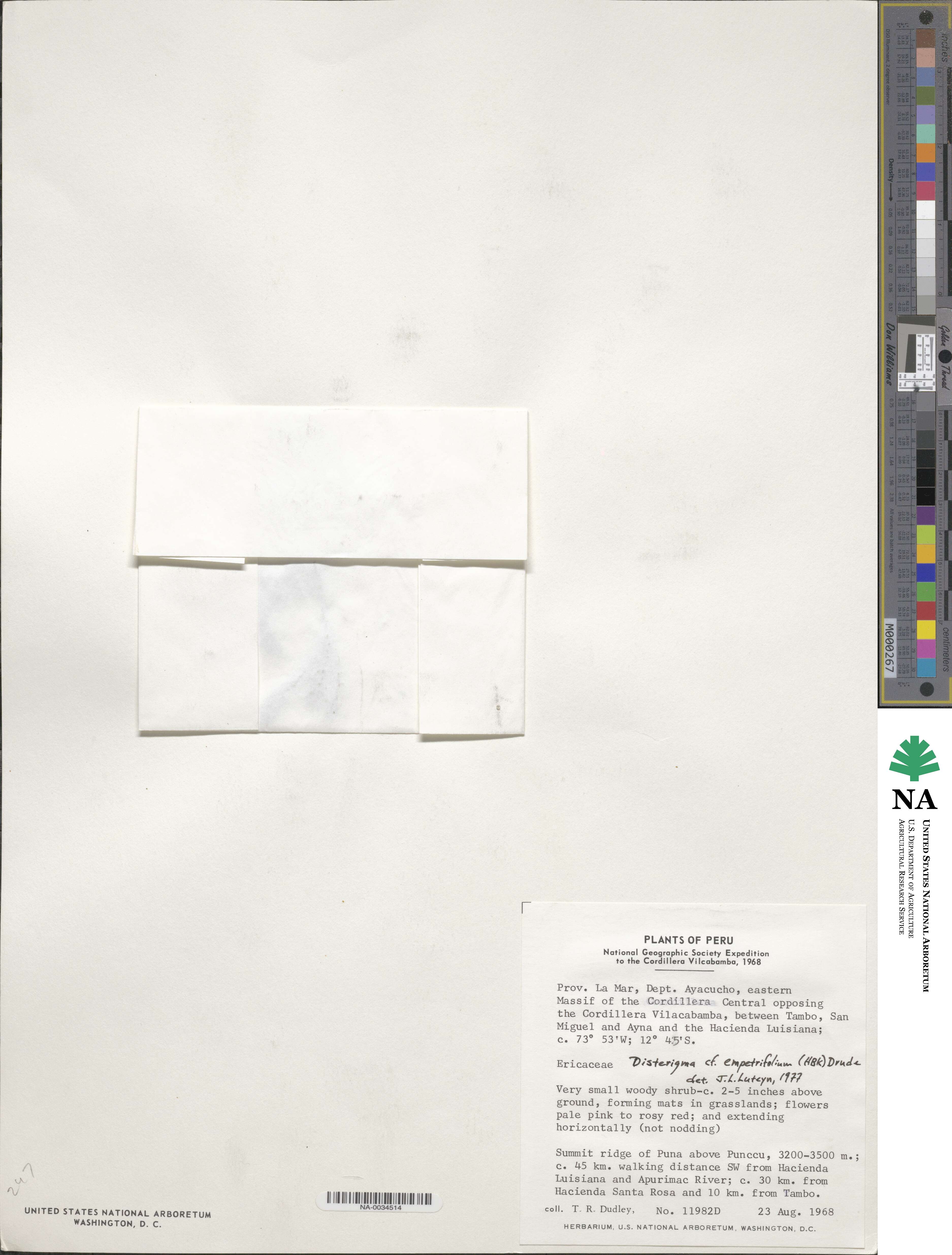 Disterigma empetrifolium image