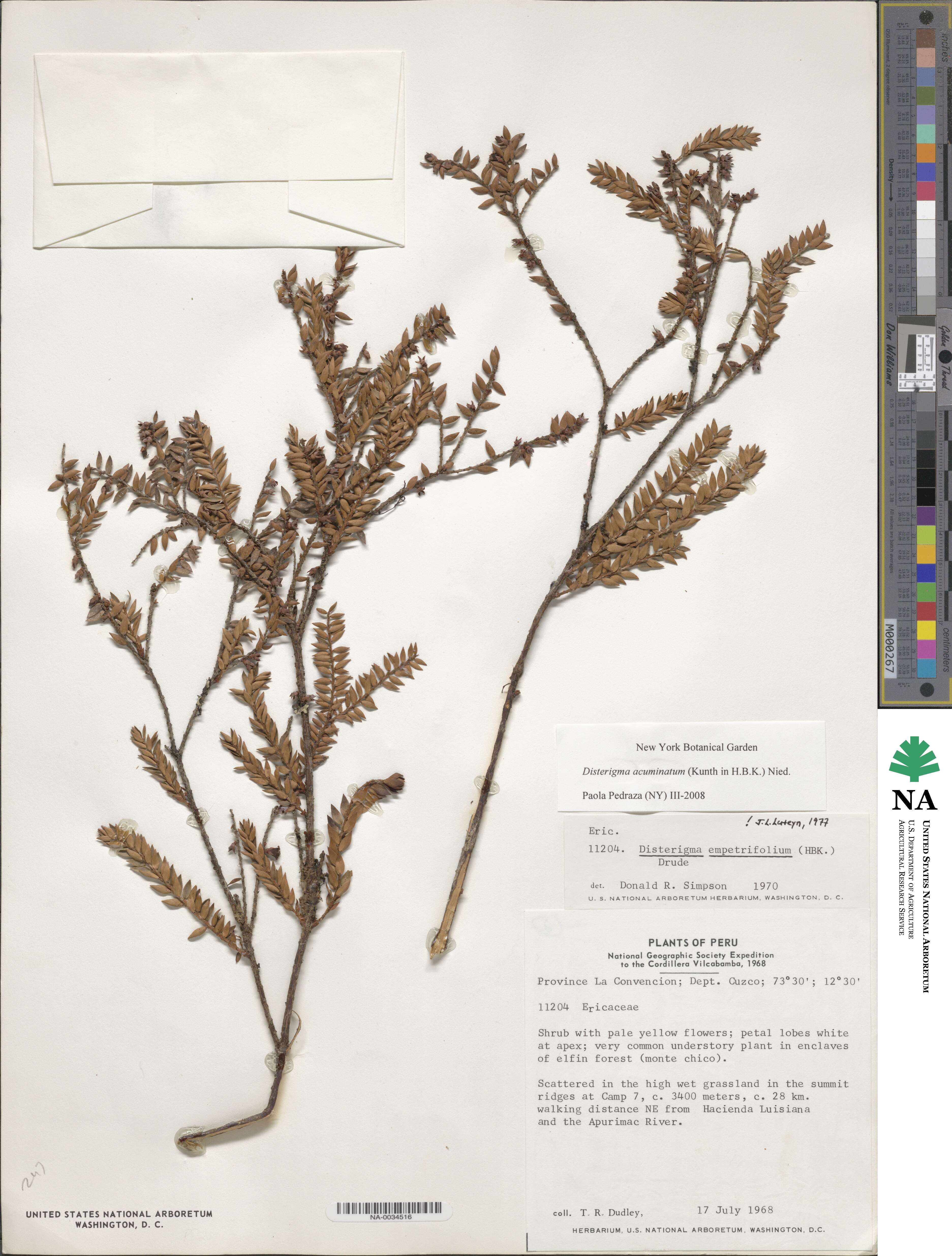 Disterigma acuminatum image