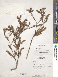 Disterigma acuminatum image