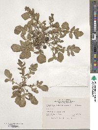 Image of Solanum aemulans