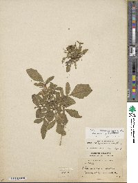 Solanum commersonii image