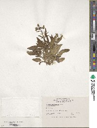 Image of Solanum acroglossum