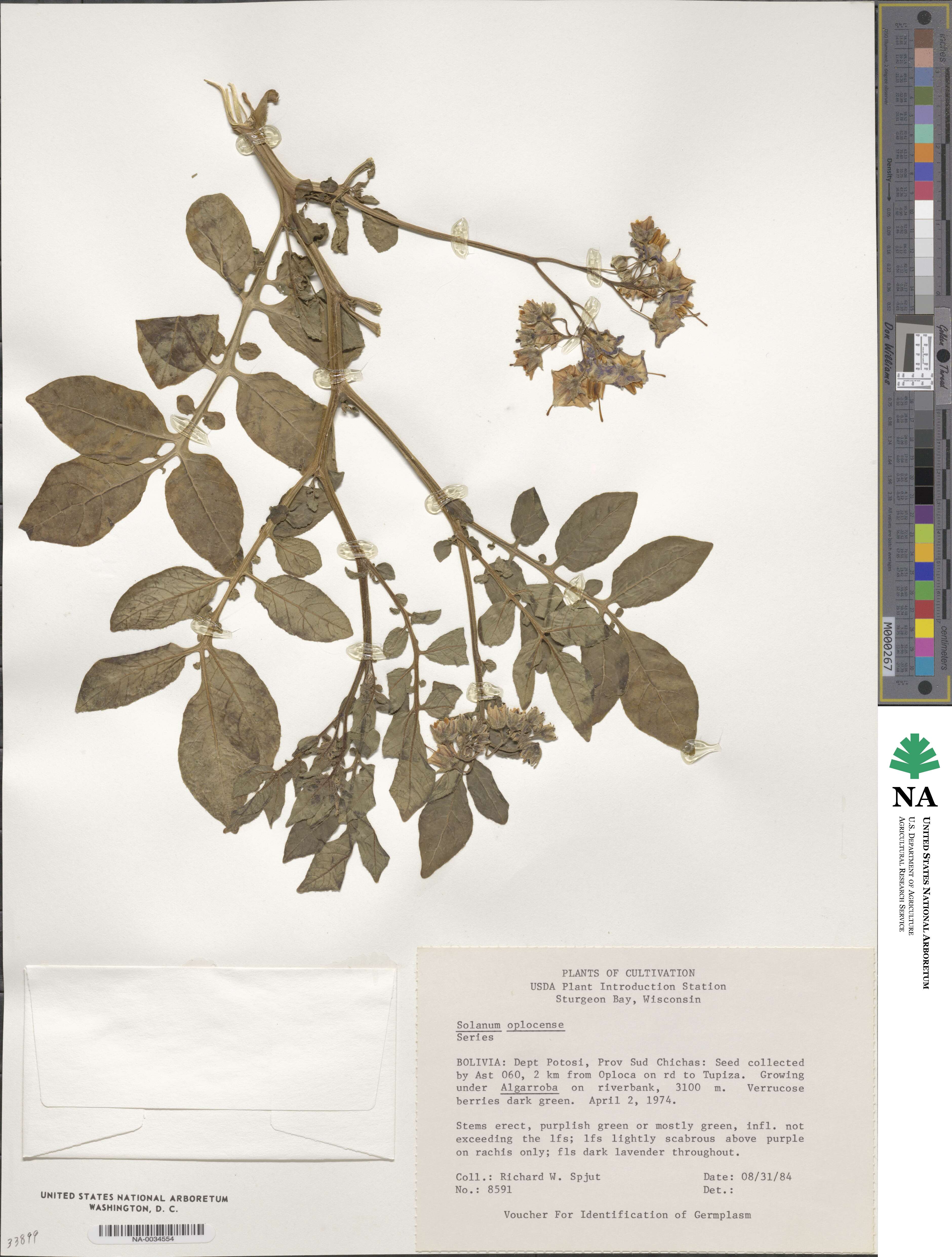 Solanum oplocense image