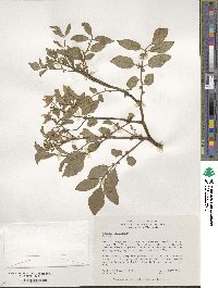 Solanum oplocense image