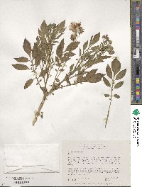 Solanum oplocense image