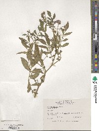 Solanum oplocense image