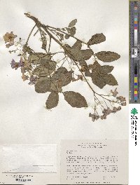 Solanum neorossii image