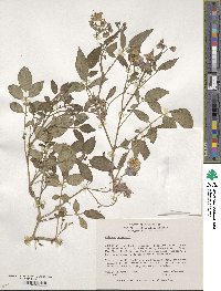 Solanum neorossii image