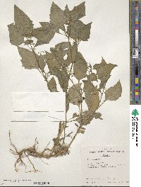 Solanum nigrum image