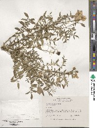 Solanum canasense image